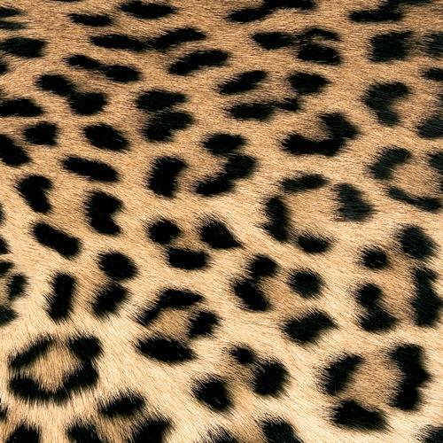 20 Servietten "Leopard" 33cm - Party im Karton
